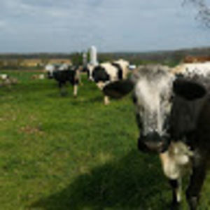 Meet your Posher, Daily crisis